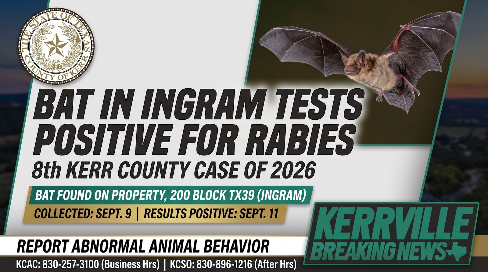 Rabid Bat Turns Up Under a Vehicle in Ingram — Kerr County's 8th Case This Year